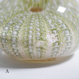 Strongylocentrotidae Gregory