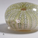 Strongylocentrotidae Gregory