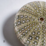 Strongylocentrotidae Gregory