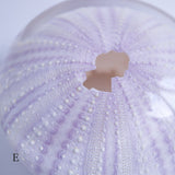 Tripneustes gratilla