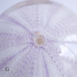 Tripneustes gratilla