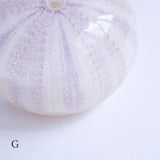 Tripneustes gratilla