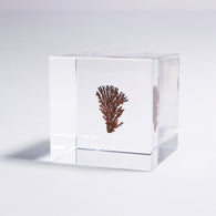 Dendritic copper