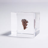 Dendritic copper