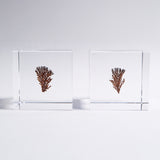Dendritic copper