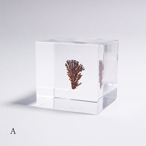 Dendritic copper