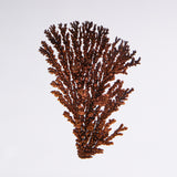Dendritic copper