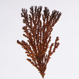 Dendritic copper