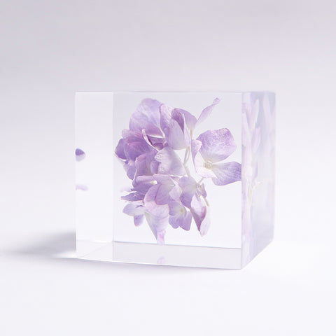 Hydrangea