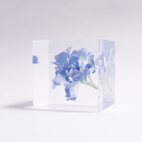 Hydrangea 【Limited Color】