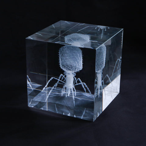 Enterobacteria phage T4