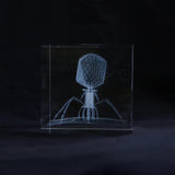 Enterobacteria phage T4