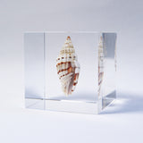 A type of sea snail