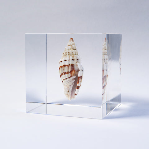 A type of sea snail