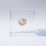 A type of sea snail