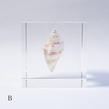 A type of sea snail