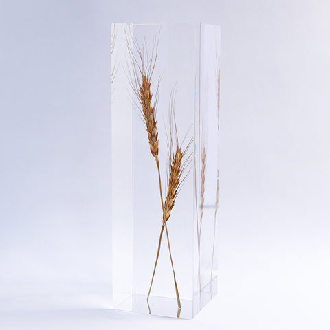 Ears of wheat