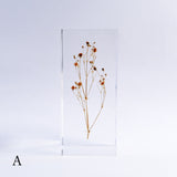 Gypsophila