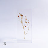 Gypsophila