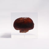 Agaricus bisporus