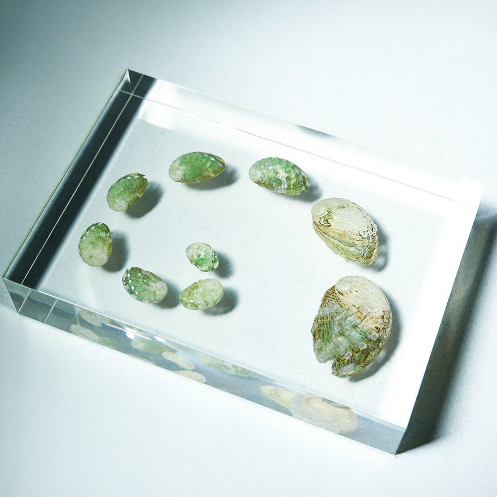 Sanriku hisui awabi(Jade Abalone Shell) 【Growth Stage Specimen】 – Usagi ...