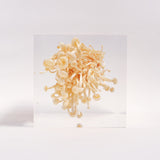 Flammulina velutipes