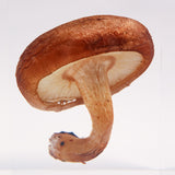 Lentinula edodes