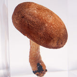 Lentinula edodes