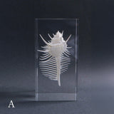 Murex pecten