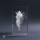 Murex pecten