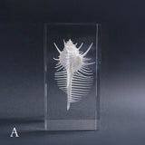 Murex pecten