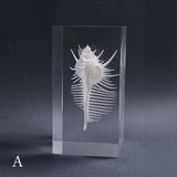 Murex pecten