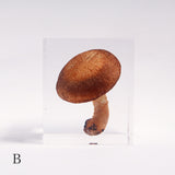 Lentinula edodes