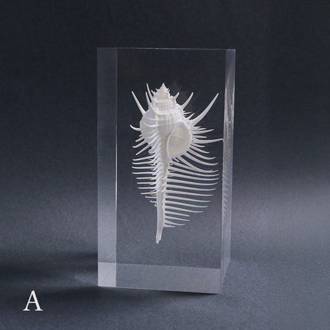 Murex pecten