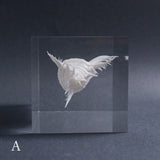 Murex pecten