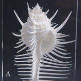 Murex pecten