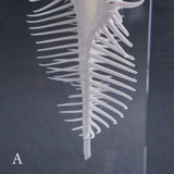 Murex pecten