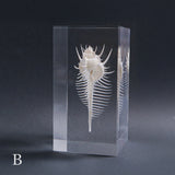 Murex pecten