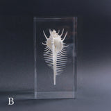 Murex pecten