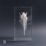 Murex pecten