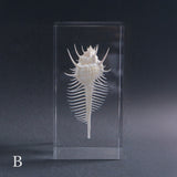 Murex pecten