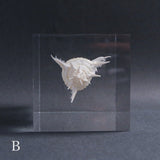 Murex pecten