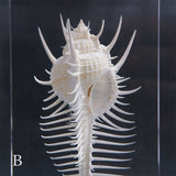 Murex pecten