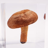 Lentinula edodes