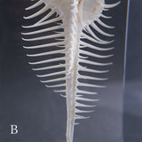 Murex pecten