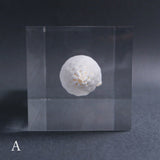 Fusinus colus