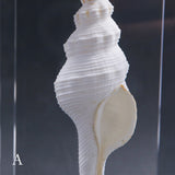 Fusinus colus