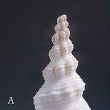 Fusinus colus
