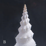 Fusinus colus
