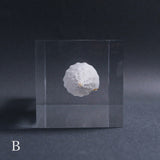 Fusinus colus